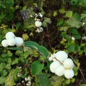 Symphoricarpos albus fruits